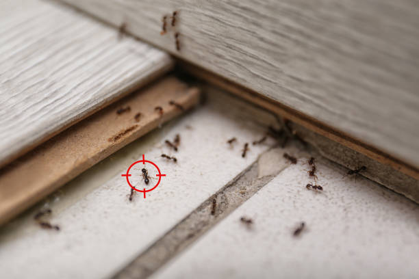 Best Termite Control Services  in Bradner, OH